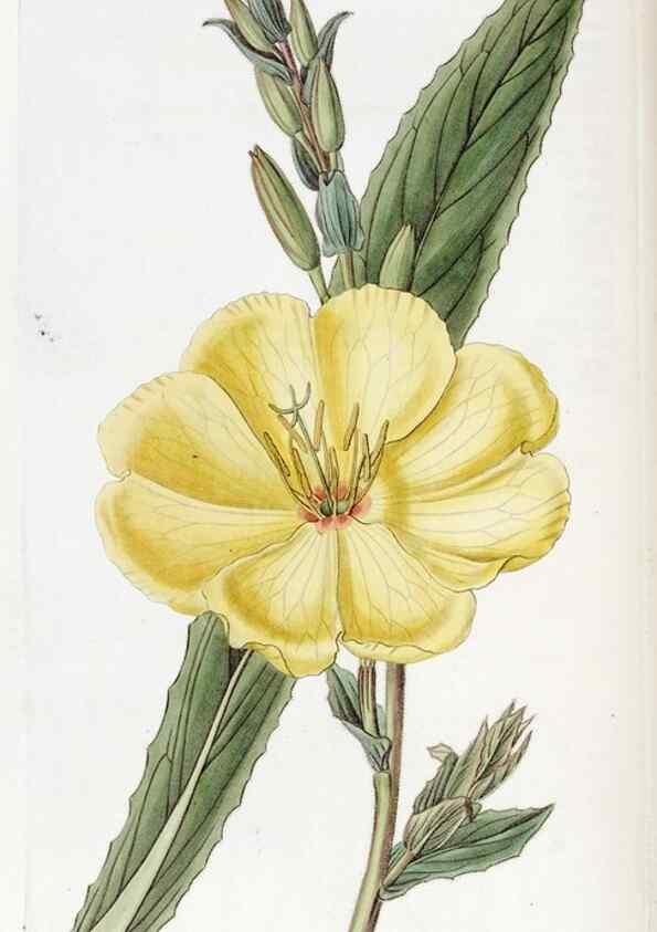 Reproducción/Reproduction 49823256082: Edwards's botanical register.. London :James Ridgway,1829-1847.. 