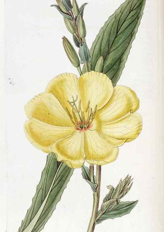Reproducción/Reproduction 49823256082: Edwards's botanical register.. London :James Ridgway,1829-1847.. 