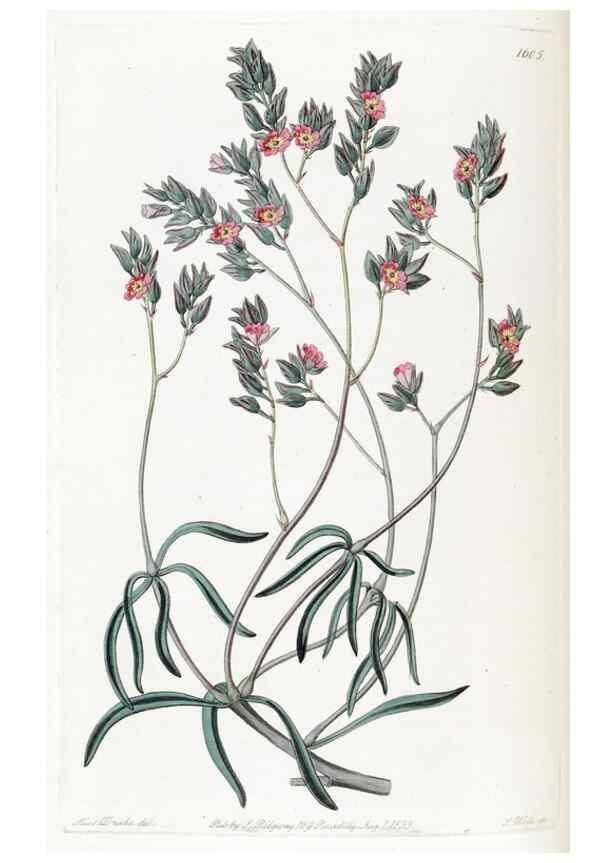 Reproducción/Reproduction 49822938801: Edwards's botanical register.. London :James Ridgway,1829-1847.. 