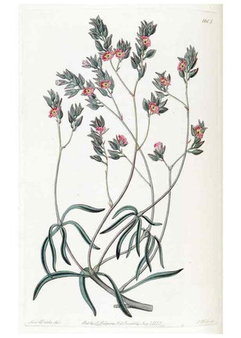 Reproducción/Reproduction 49822938801: Edwards's botanical register.. London :James Ridgway,1829-1847.. 