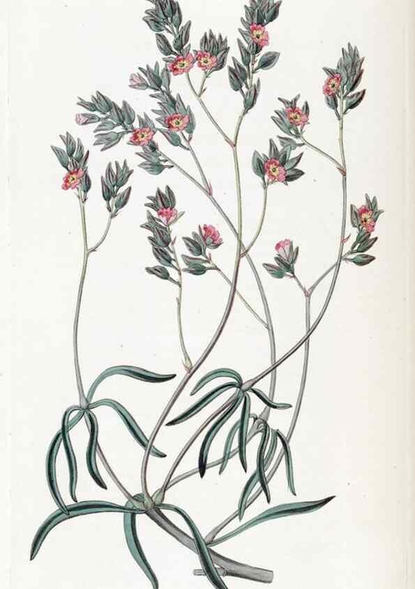 Reproducción/Reproduction 49822938801: Edwards's botanical register.. London :James Ridgway,1829-1847.. 