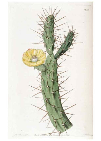 Reproducción/Reproduction 49823256672: Edwards's botanical register.. London :James Ridgway,1829-1847.. 