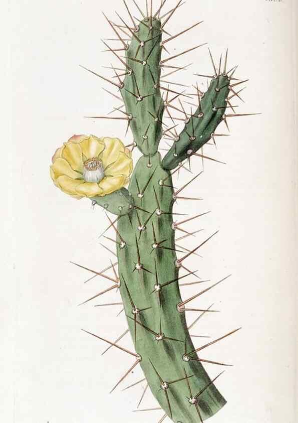 Reproducción/Reproduction 49823256672: Edwards's botanical register.. London :James Ridgway,1829-1847.. 