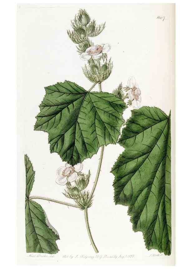 Reproducción/Reproduction 49822405973: Edwards's botanical register.. London :James Ridgway,1829-1847.. 