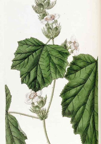 Reproducción/Reproduction 49822405973: Edwards's botanical register.. London :James Ridgway,1829-1847.. 