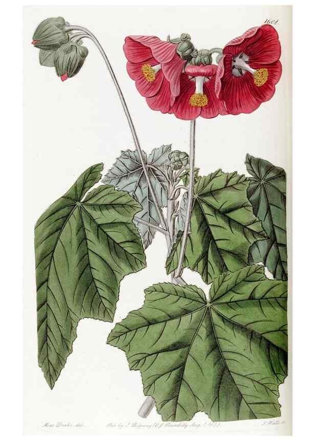 Reproducción/Reproduction 49823257432: Edwards's botanical register.. London :James Ridgway,1829-1847.. 