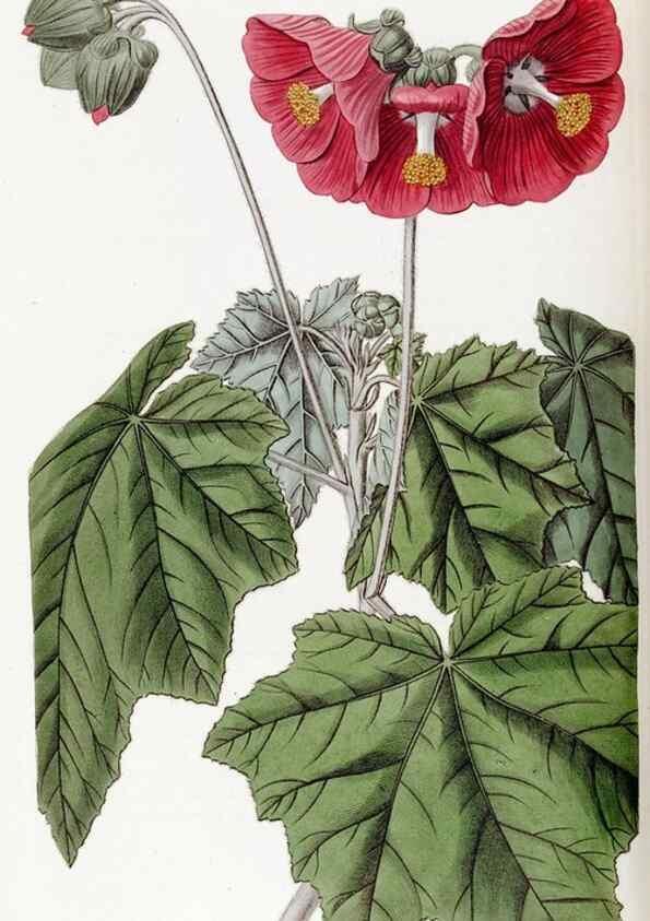 Reproducción/Reproduction 49823257432: Edwards's botanical register.. London :James Ridgway,1829-1847.. 