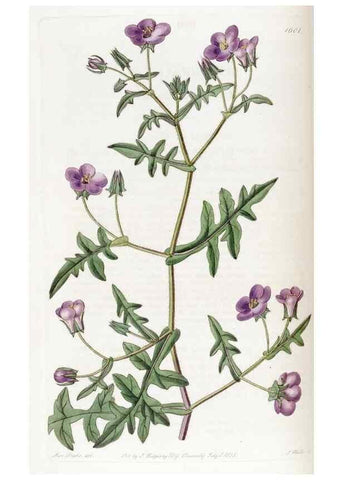 Reproducción/Reproduction 49822403803: Edwards's botanical register.. London :James Ridgway,1829-1847.. 