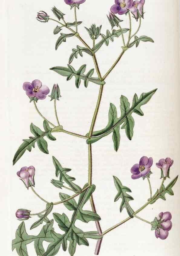 Reproducción/Reproduction 49822403803: Edwards's botanical register.. London :James Ridgway,1829-1847.. 