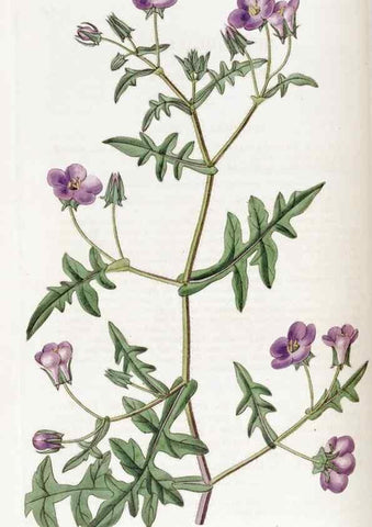 Reproducción/Reproduction 49822403803: Edwards's botanical register.. London :James Ridgway,1829-1847.. 