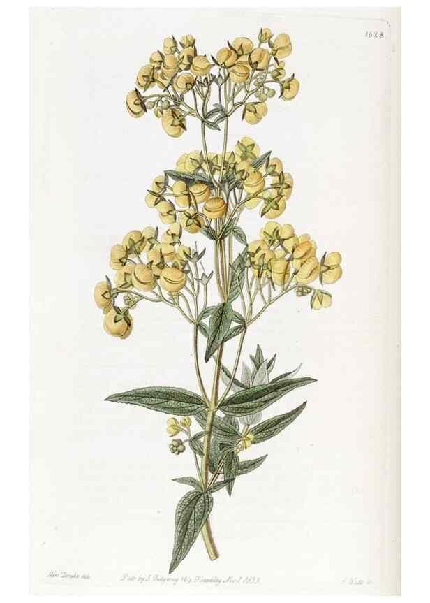Reproducción/Reproduction 49823266607: Edwards's botanical register.. London :James Ridgway,1829-1847.. 