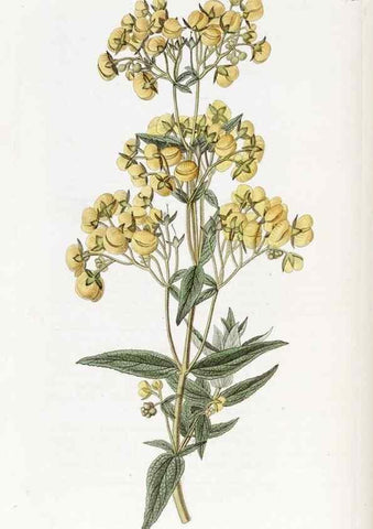 Reproducción/Reproduction 49823266607: Edwards's botanical register.. London :James Ridgway,1829-1847.. 