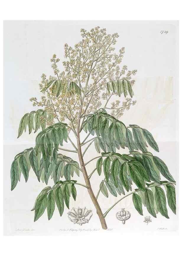 Reproducción/Reproduction 49823016987: Edwards's botanical register.. London :James Ridgway,1829-1847.. 
