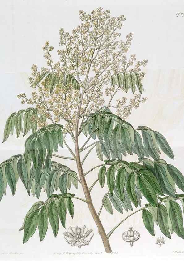 Reproducción/Reproduction 49823016987: Edwards's botanical register.. London :James Ridgway,1829-1847.. 