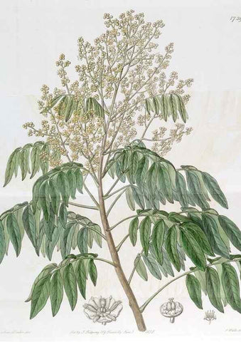 Reproducción/Reproduction 49823016987: Edwards's botanical register.. London :James Ridgway,1829-1847.. 
