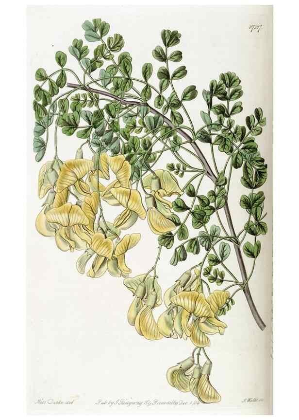 Reproducción/Reproduction 49822164188: Edwards's botanical register.. London :James Ridgway,1829-1847.. 
