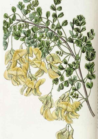 Reproducción/Reproduction 49822164188: Edwards's botanical register.. London :James Ridgway,1829-1847.. 