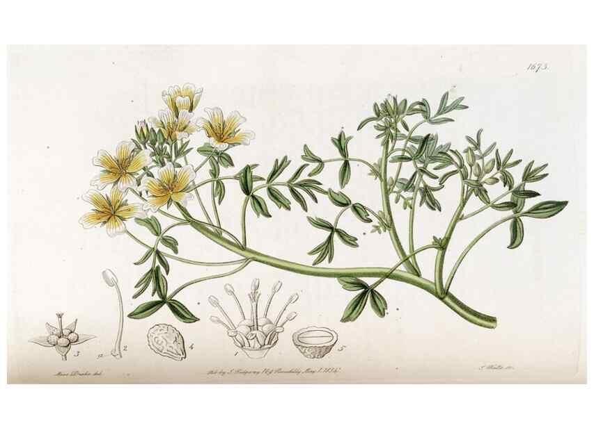 Reproducción/Reproduction 49822994972: Edwards's botanical register.. London :James Ridgway,1829-1847.. 
