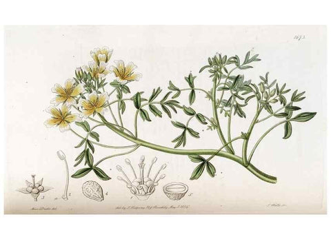 Reproducción/Reproduction 49822994972: Edwards's botanical register.. London :James Ridgway,1829-1847.. 