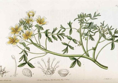 Reproducción/Reproduction 49822994972: Edwards's botanical register.. London :James Ridgway,1829-1847.. 
