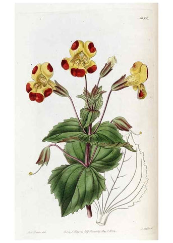 Reproducción/Reproduction 49822679841: Edwards's botanical register.. London :James Ridgway,1829-1847.. 