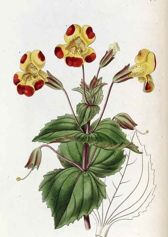 Reproducción/Reproduction 49822679841: Edwards's botanical register.. London :James Ridgway,1829-1847.. 