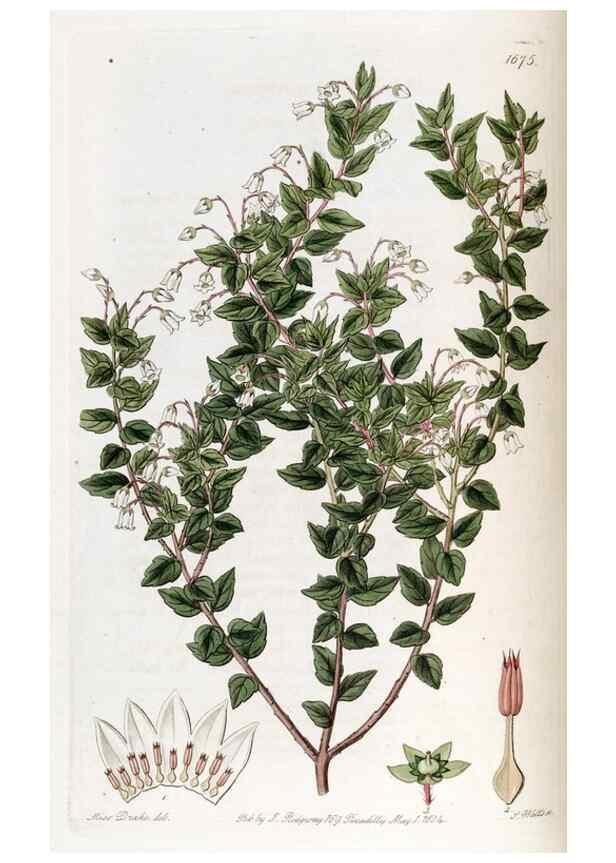 Reproducción/Reproduction 49822143923: Edwards's botanical register.. London :James Ridgway,1829-1847.. 