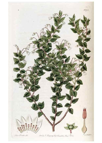 Reproducción/Reproduction 49822143923: Edwards's botanical register.. London :James Ridgway,1829-1847.. 