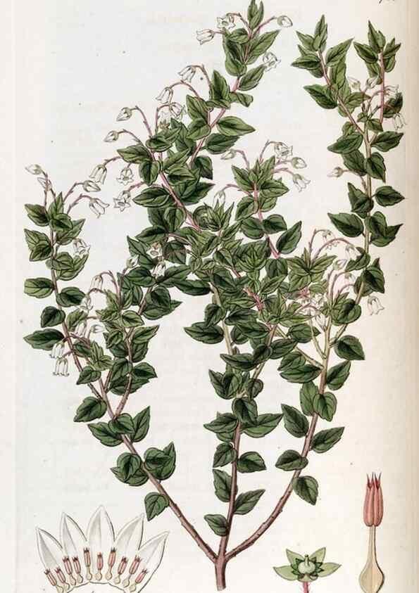 Reproducción/Reproduction 49822143923: Edwards's botanical register.. London :James Ridgway,1829-1847.. 