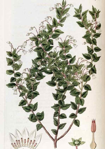 Reproducción/Reproduction 49822143923: Edwards's botanical register.. London :James Ridgway,1829-1847.. 