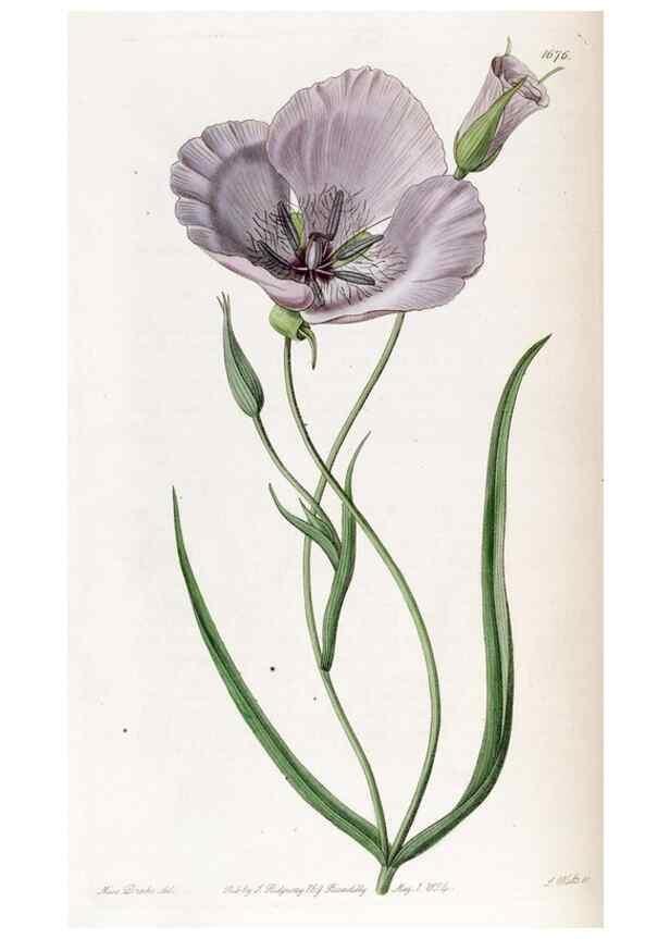 Reproducción/Reproduction 49822680766: Edwards's botanical register.. London :James Ridgway,1829-1847.. 