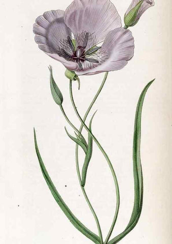 Reproducción/Reproduction 49822680766: Edwards's botanical register.. London :James Ridgway,1829-1847.. 