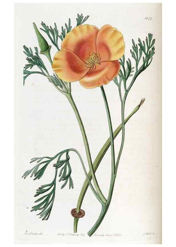 Reproducción/Reproduction 49822996752: Edwards's botanical register.. London :James Ridgway,1829-1847.. 