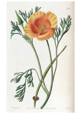 Reproducción/Reproduction 49822996752: Edwards's botanical register.. London :James Ridgway,1829-1847.. 