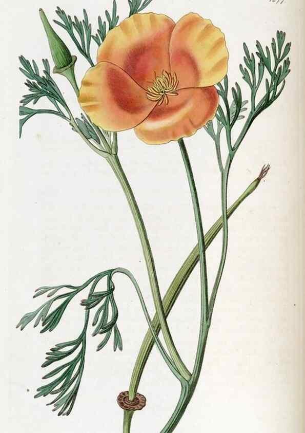 Reproducción/Reproduction 49822996752: Edwards's botanical register.. London :James Ridgway,1829-1847.. 