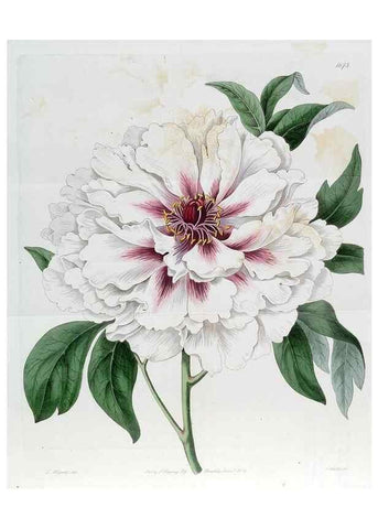 Reproducción/Reproduction 49822681621: Edwards's botanical register.. London :James Ridgway,1829-1847.. 