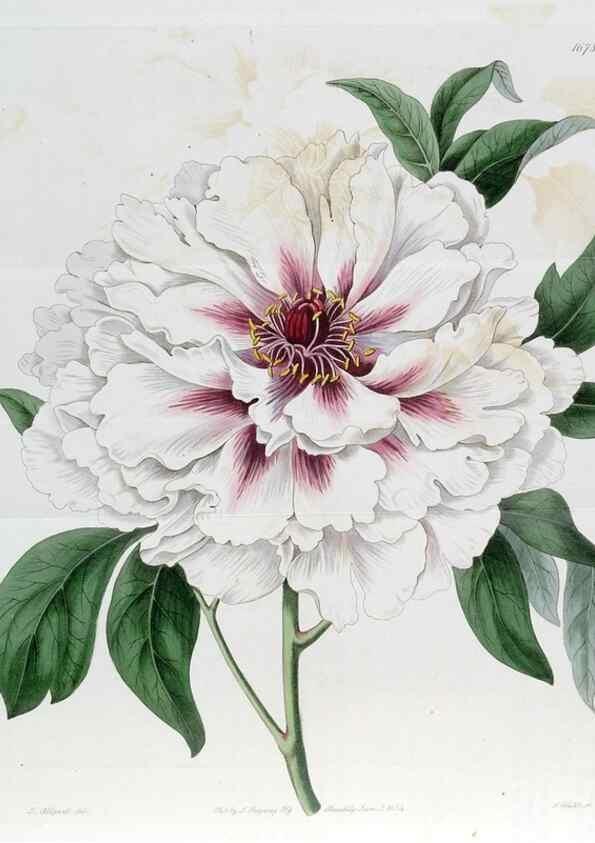Reproducción/Reproduction 49822681621: Edwards's botanical register.. London :James Ridgway,1829-1847.. 