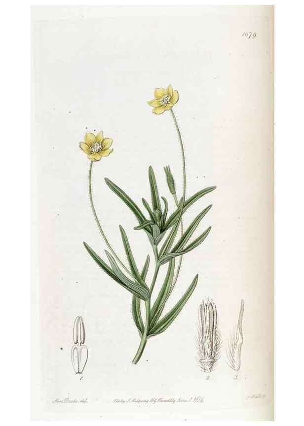 Reproducción/Reproduction 49822997517: Edwards's botanical register.. London :James Ridgway,1829-1847.. 