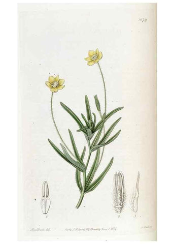 Reproducción/Reproduction 49822997517: Edwards's botanical register.. London :James Ridgway,1829-1847.. 