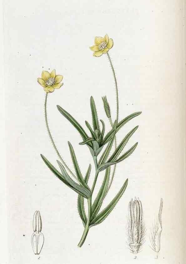 Reproducción/Reproduction 49822997517: Edwards's botanical register.. London :James Ridgway,1829-1847.. 