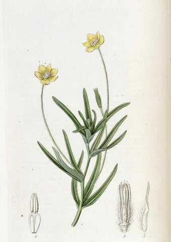 Reproducción/Reproduction 49822997517: Edwards's botanical register.. London :James Ridgway,1829-1847.. 