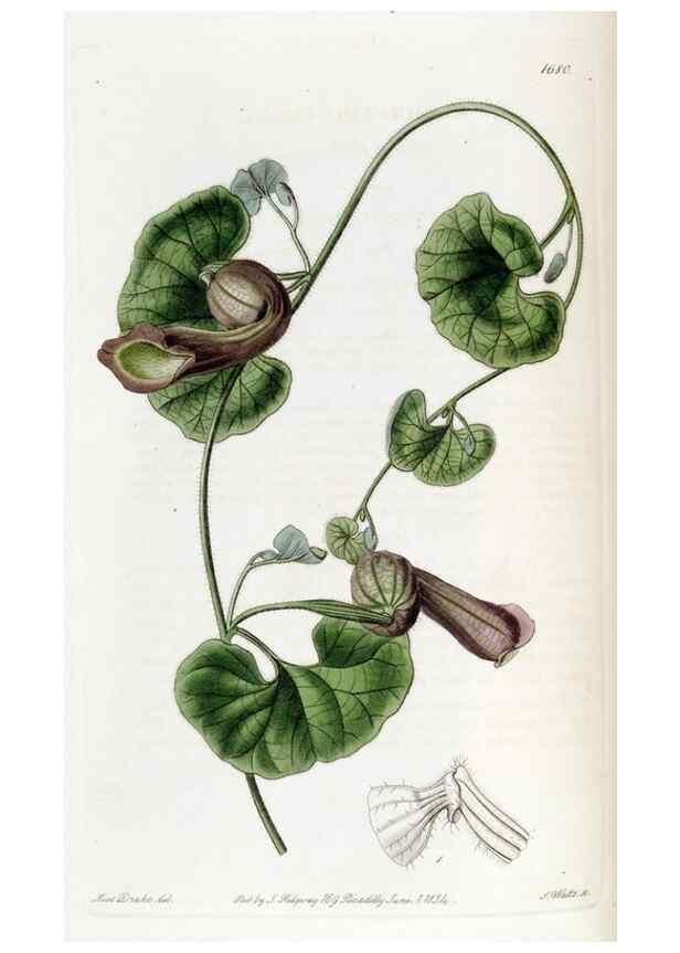 Reproducción/Reproduction 49822682291: Edwards's botanical register.. London :James Ridgway,1829-1847.. 