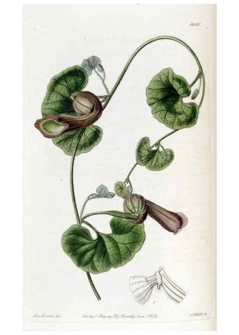 Reproducción/Reproduction 49822682291: Edwards's botanical register.. London :James Ridgway,1829-1847.. 