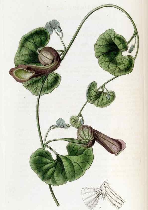 Reproducción/Reproduction 49822682291: Edwards's botanical register.. London :James Ridgway,1829-1847.. 