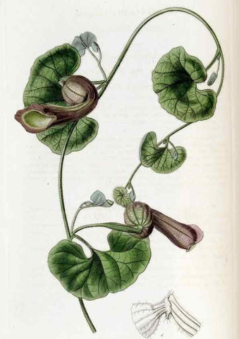 Reproducción/Reproduction 49822682291: Edwards's botanical register.. London :James Ridgway,1829-1847.. 