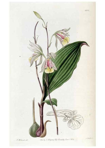 Reproducción/Reproduction 49822998372: Edwards's botanical register.. London :James Ridgway,1829-1847.. 
