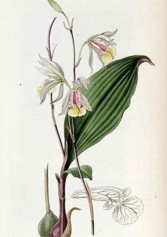 Reproducción/Reproduction 49822998372: Edwards's botanical register.. London :James Ridgway,1829-1847.. 