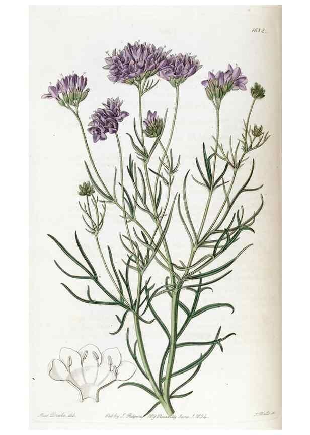 Reproducción/Reproduction 49822682931: Edwards's botanical register.. London :James Ridgway,1829-1847.. 