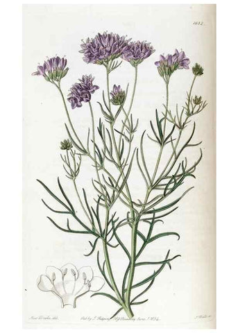 Reproducción/Reproduction 49822682931: Edwards's botanical register.. London :James Ridgway,1829-1847.. 