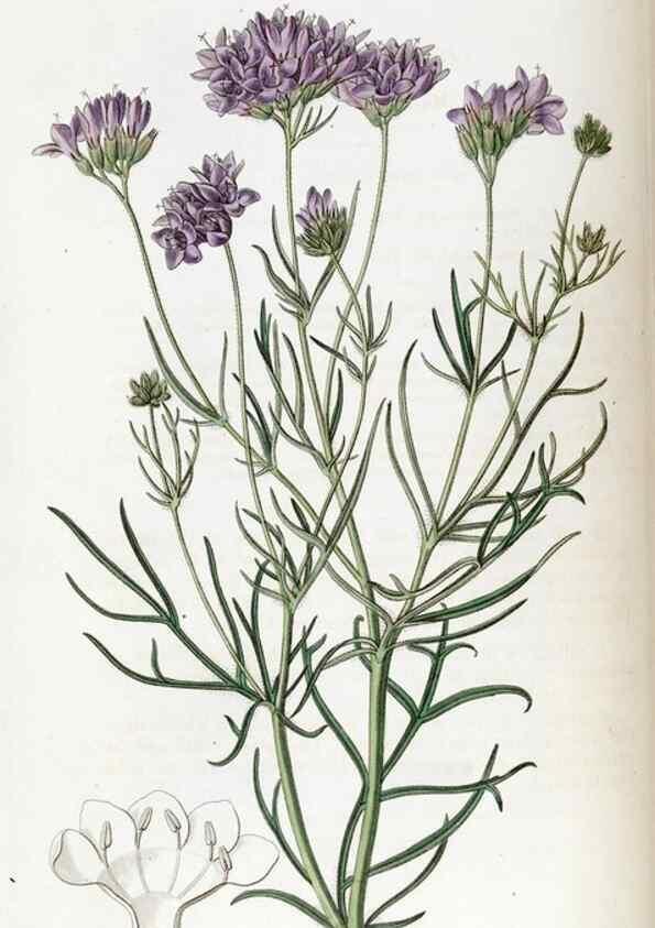 Reproducción/Reproduction 49822682931: Edwards's botanical register.. London :James Ridgway,1829-1847.. 